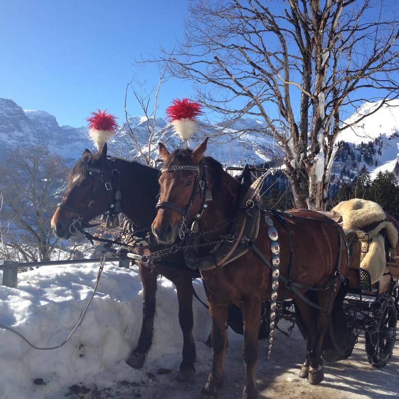 Mit einem Hörnerschlitten unterwegs in Braunwald