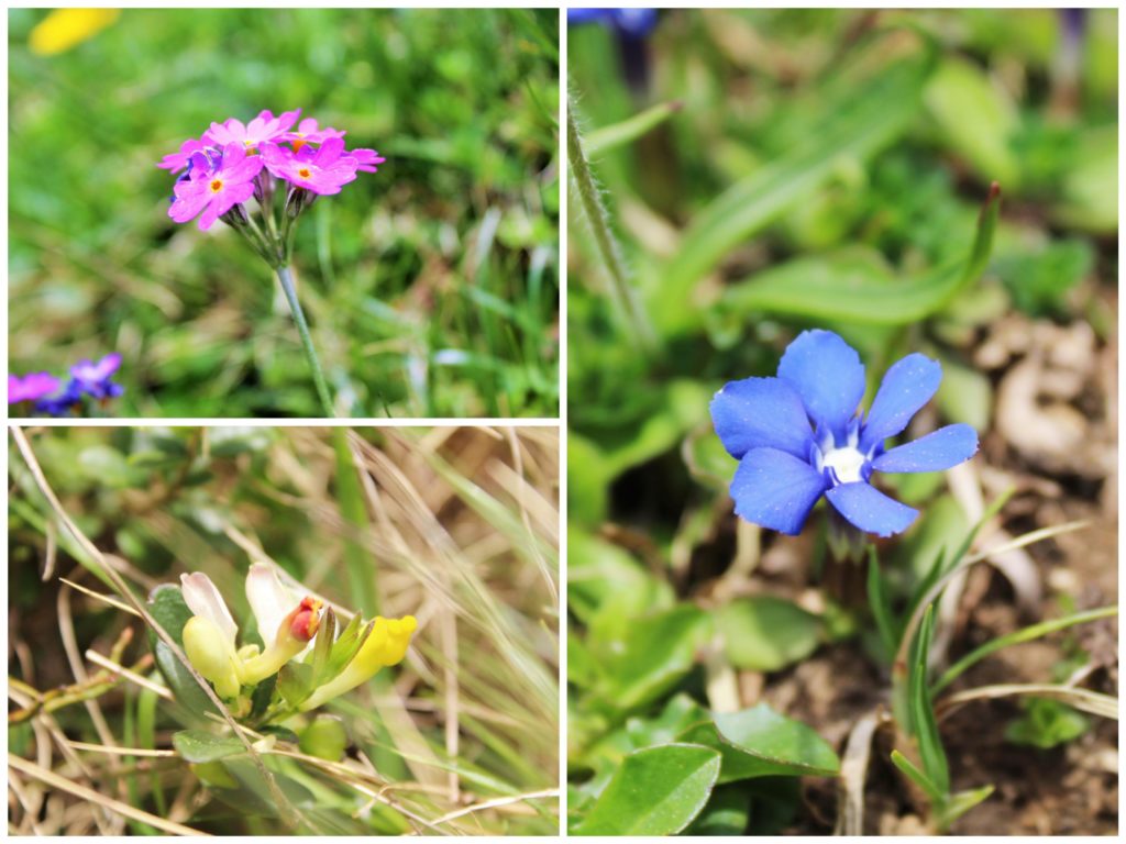 Familienausflug zum Kronberg