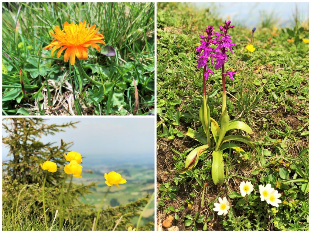 Familienausflug zum Kronberg