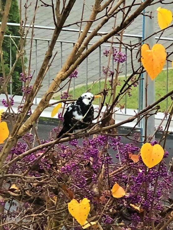 Fensterplatz in Corona-Zeiten