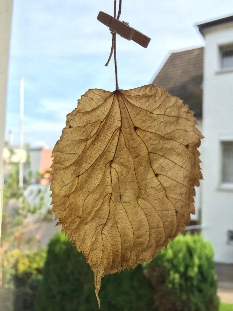 Zauberhaft schön: Hängende Herbstblätter fürs Fenster basteln