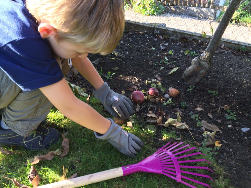 Apfelgelee - Goldener Muntermacher selber gemacht