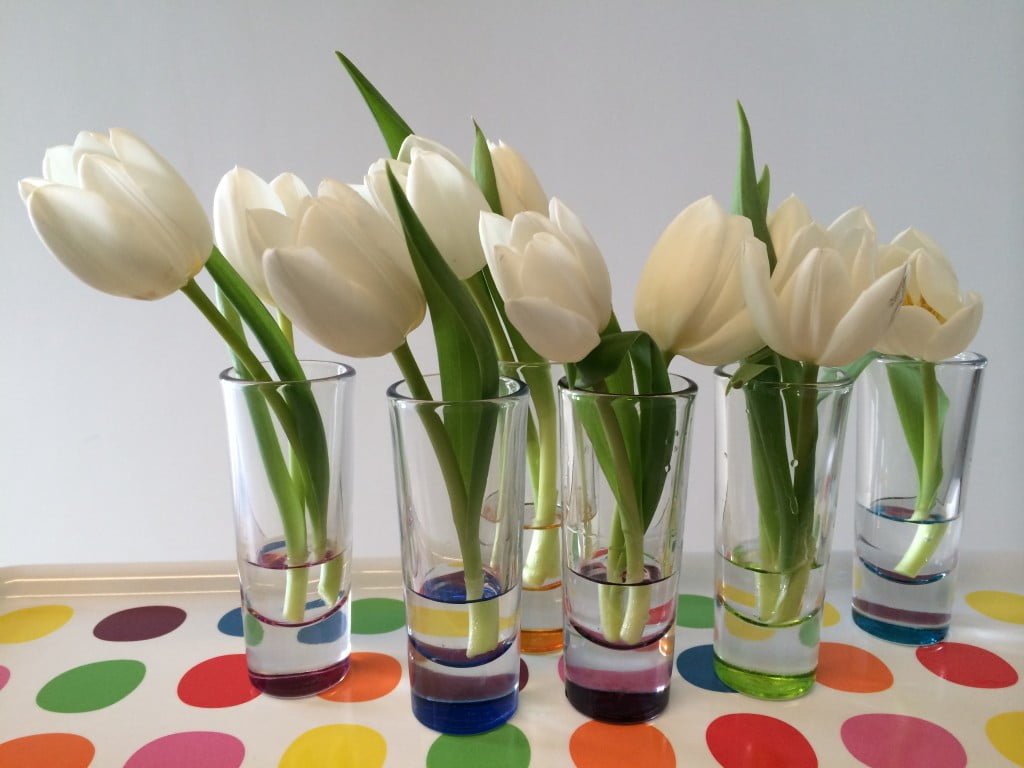  Tulpen färben - buntes Experiment