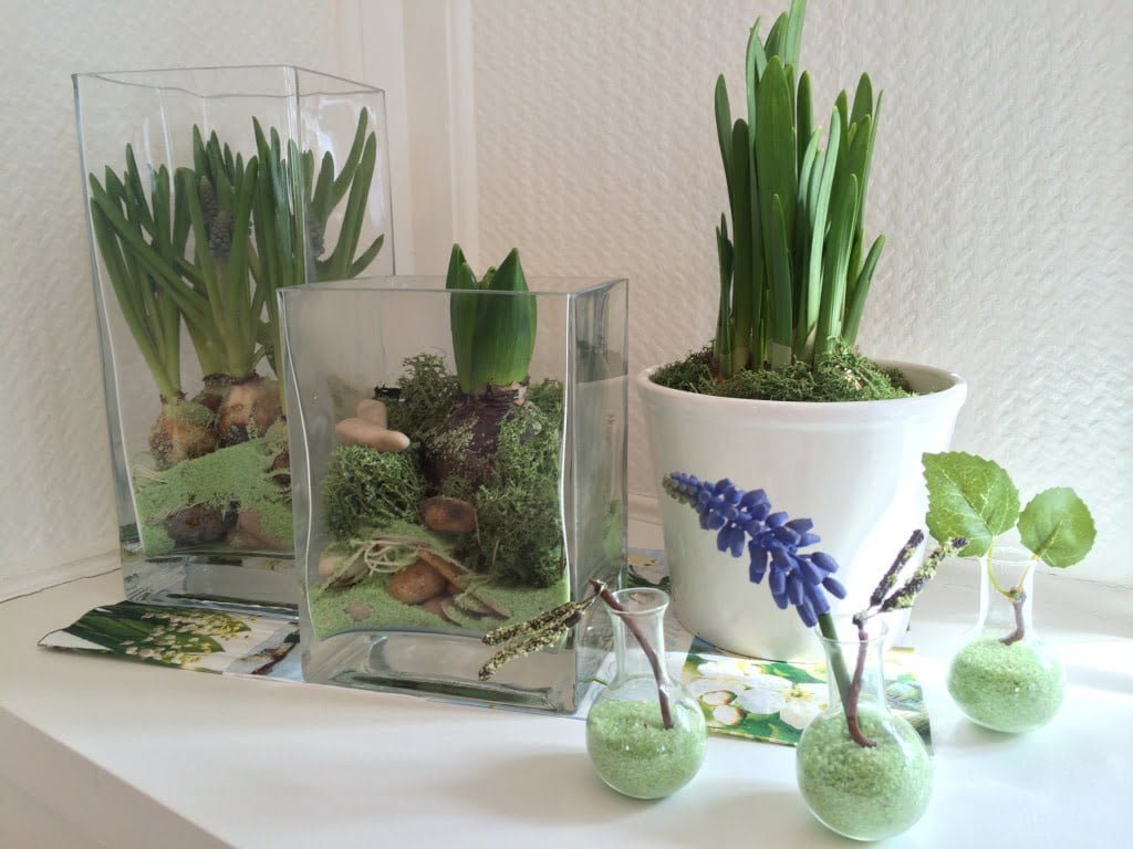 Blumenzwiebeln im Glas vortreiben