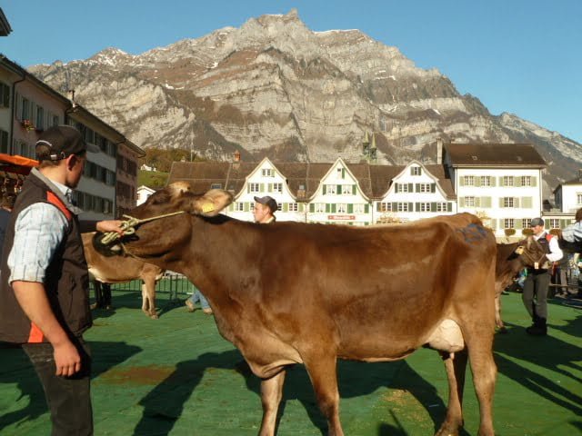 Mit Kindern an der Viehschau in Glarus