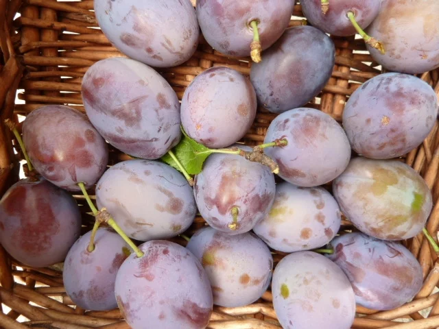 Zwetschgen Wähe